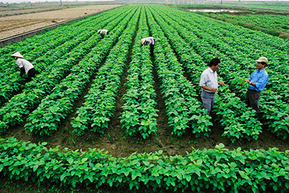 Phó Thủ tướng Chính phủ Lê Minh Khái yêu cầu xử lý dứt điểm tình trạng tranh chấp, lấn chiếm đất đai tại các công ty nông, lâm nghiệp