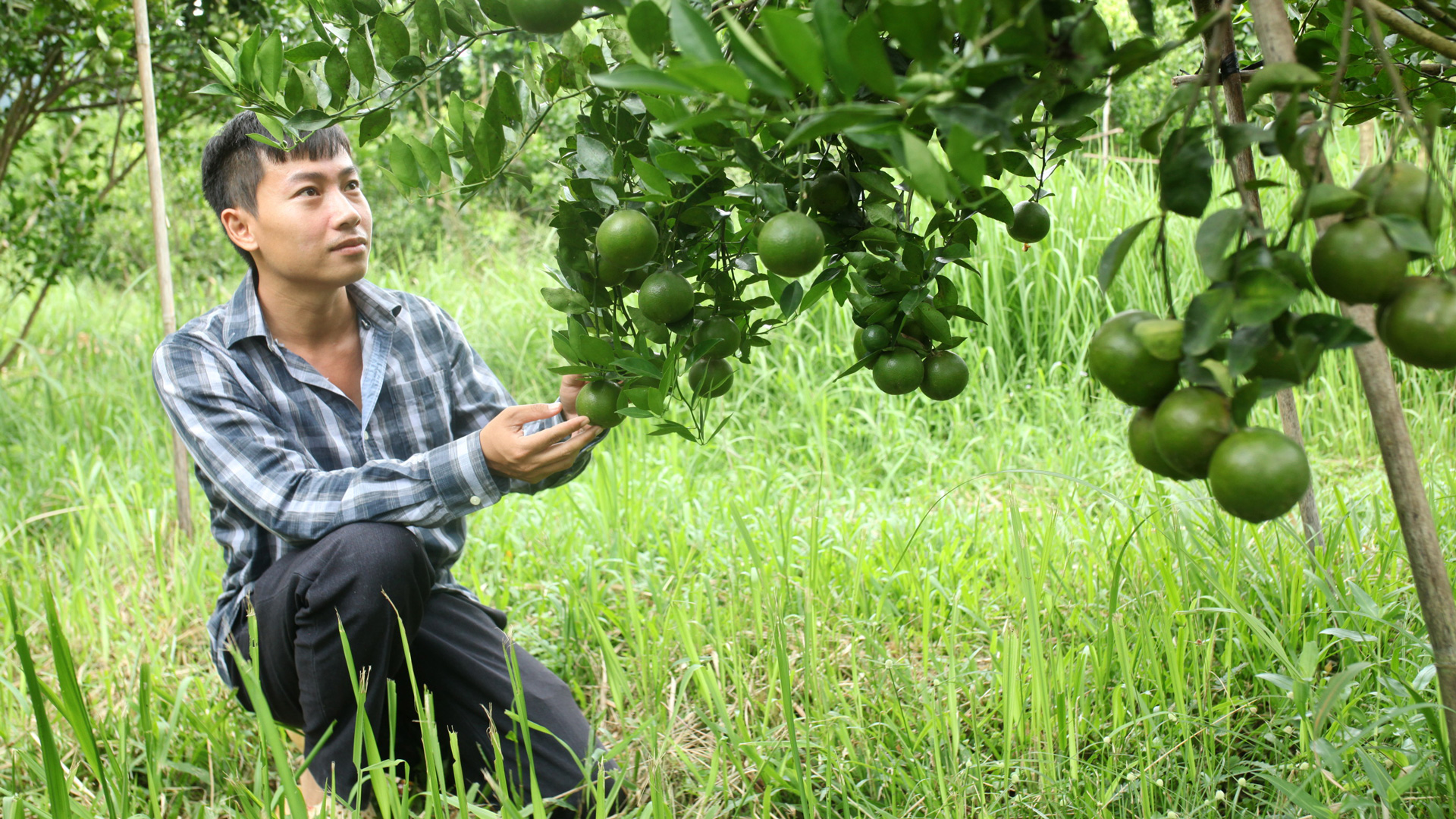 Anh Nguyễn Thái Sơn, xã Triệu Hải với mô hình trồng quýt đường, sầu riêng,
thu nhập hàng chục tỷ đồng/năm