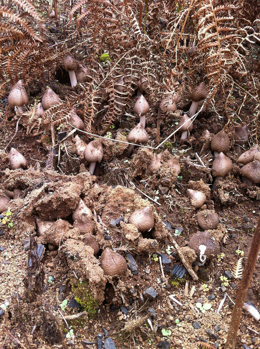 Các mẫu nấm ở Vườn Quốc gia Bidoup - Núi Bà rất đa dạng