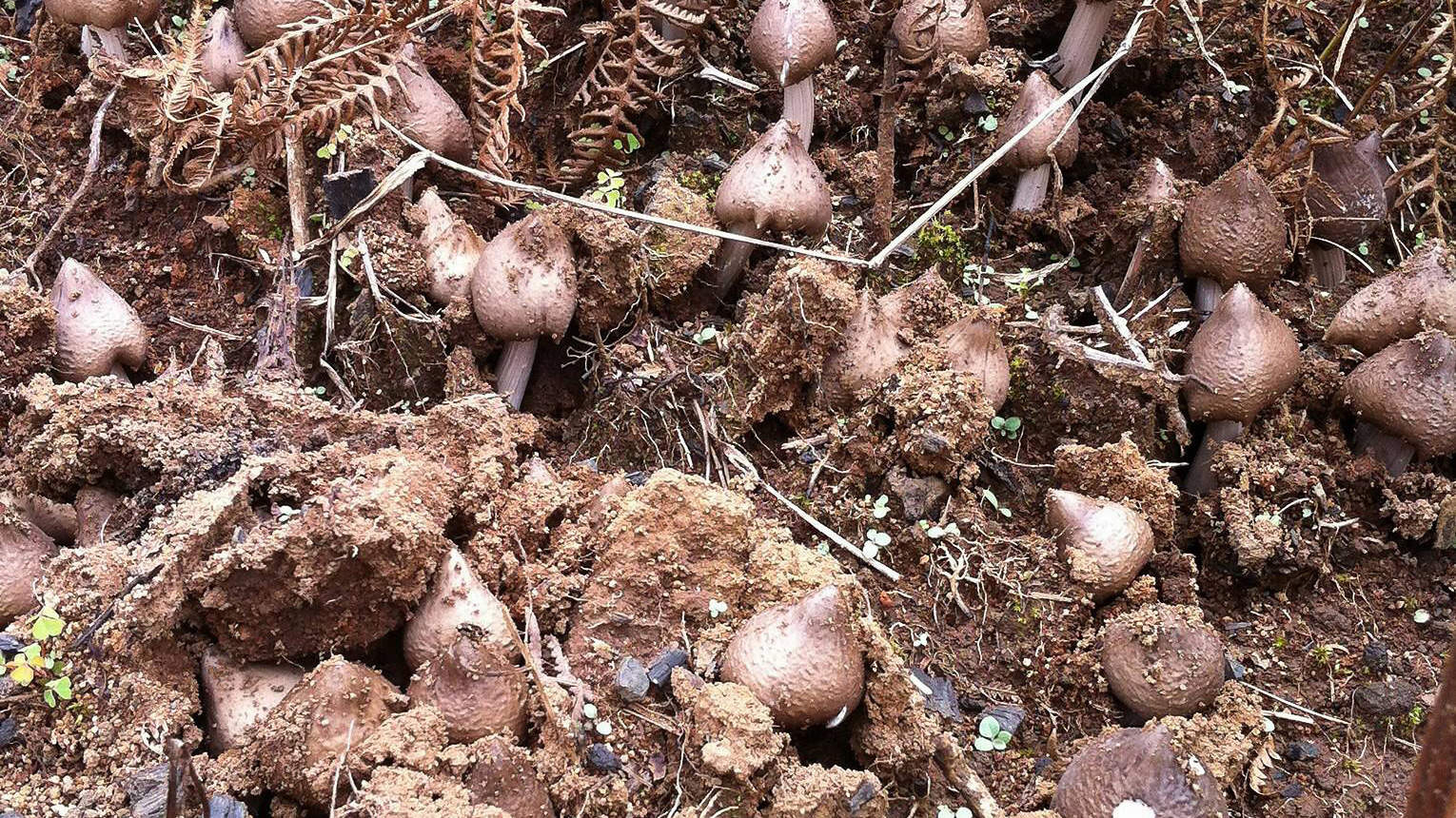 Sự đa dạng và tiềm năng của nấm tại Vườn Quốc gia Bidoup - Núi Bà
