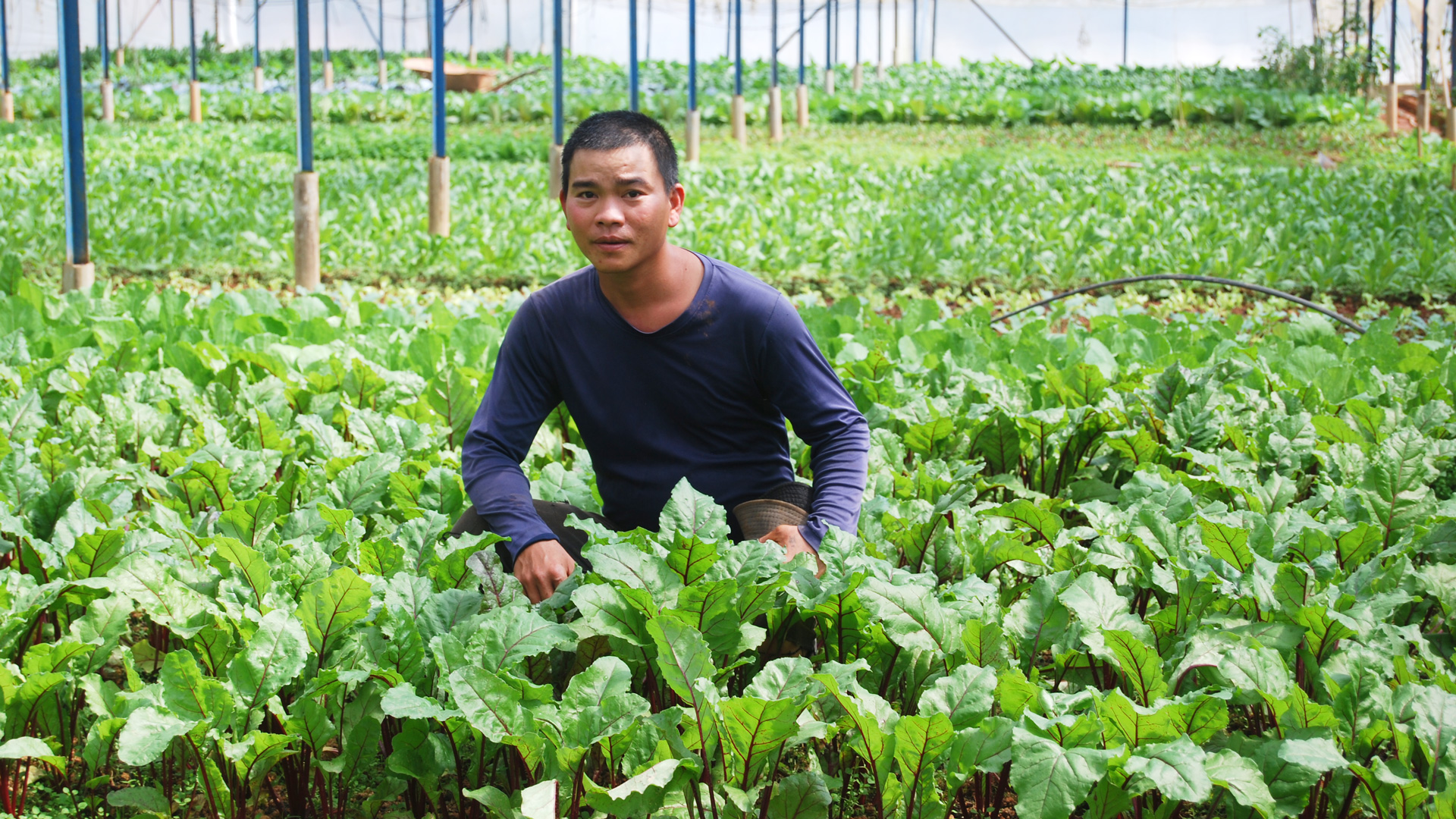  Mỗi năm phân loại gần 2,7 triệu tấn phụ phẩm, chất thải từ sản xuất, chăn nuôi,
sơ chế, chế biến nông sản trong tỉnh Lâm Đồng