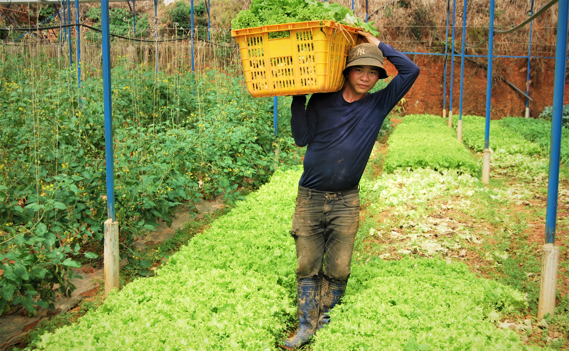 Mỗi ngày Trang trại Nguyễn Thanh Hải tận dụng trên dưới 150 kg phụ phẩm rau, củ, quả để ủ thành phân hữu cơ