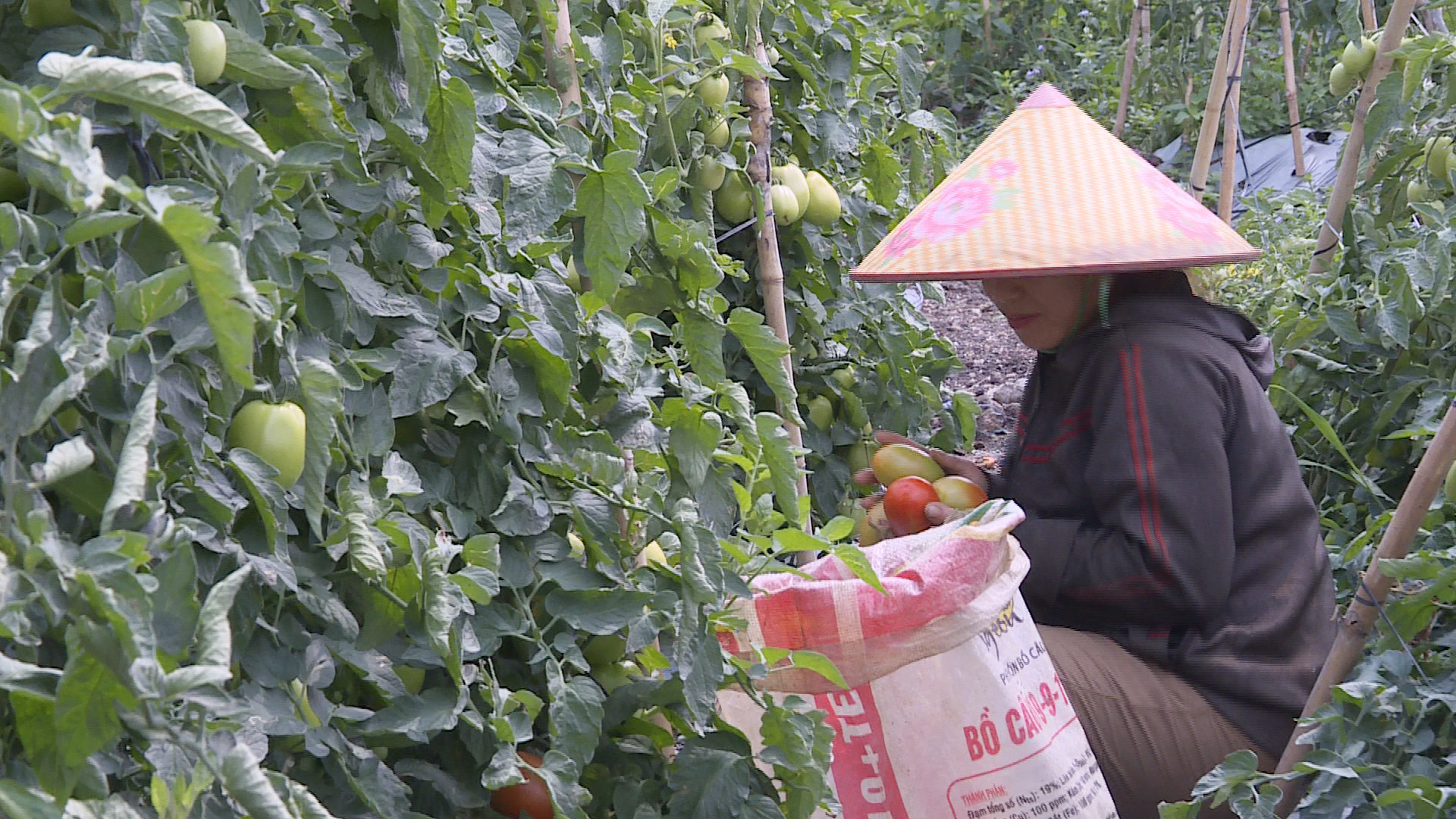 Người dân thôn Thanh Bình thu hoạch cà chua