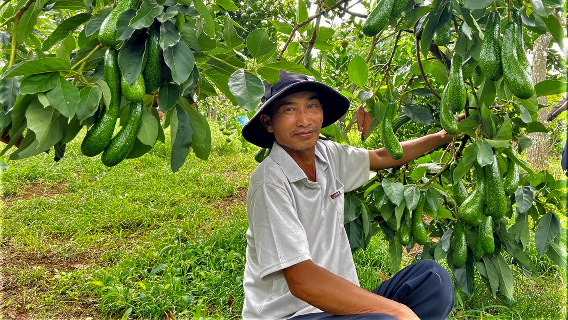 Nhiều nông hộ ở Lâm Đồng đã nghiên cứu, tác động 
các giải pháp kỹ thuật chuyển đổi thời gian thu hoạch sản phẩm bơ từ chính vụ sang trái vụ, đạt giá trị kinh tế cao hơn
