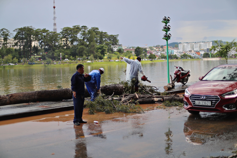 Đà Lạt: Cơn mưa lớn hơn 2 giờ đồng hồ nhiều cây xanh gãy đổ, đường ngập cục bộ