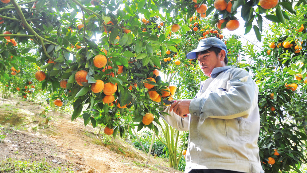 Hướng phát triển cây ăn quả ở Lâm Đồng