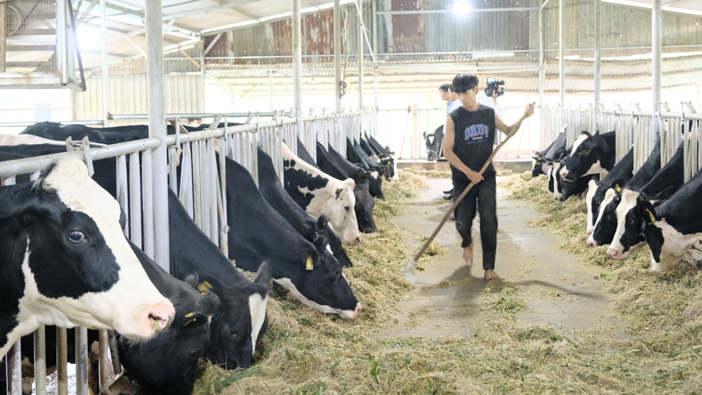 Cát Tiên: Tín hiệu vui từ việc phát triển chăn nuôi bò sữa