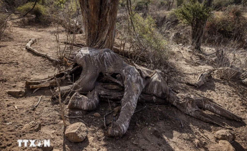 Một con voi chết do hạn hán tại Samburu, Kenya, ngày 12/10/2022