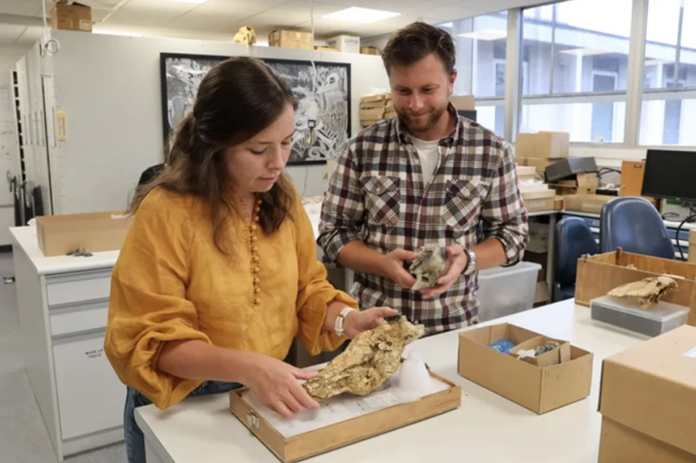Tiến sỹ Phoebe McInerney và Jacob Blokland với hộp sọ chim Genyornis newtoni. (Nguồn: Đại học Flinders)