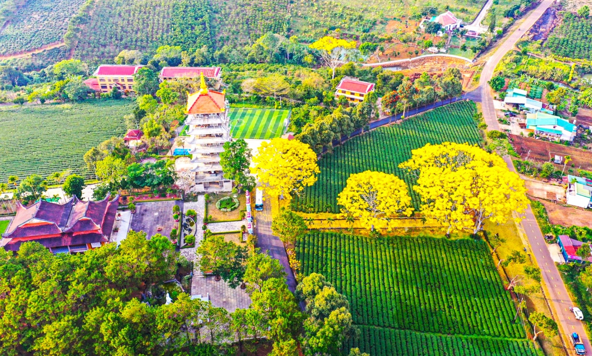 Bảo Lộc: Thí điểm xây dựng thành phố hoa phượng vàng