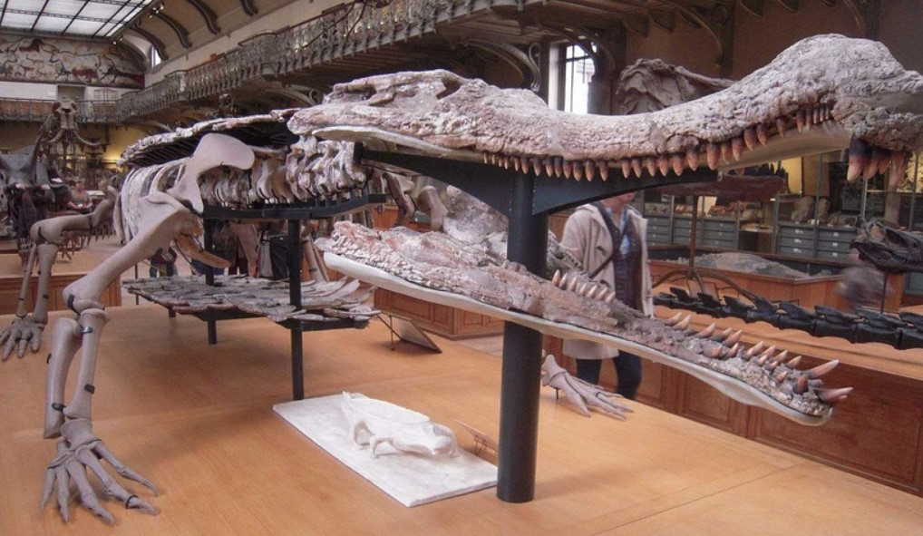 Mô hình bộ xương của loài cá sấu cổ đại Sarcosuchus tại Bảo tàng Tự nhiên Quốc gia ở Paris, Pháp
