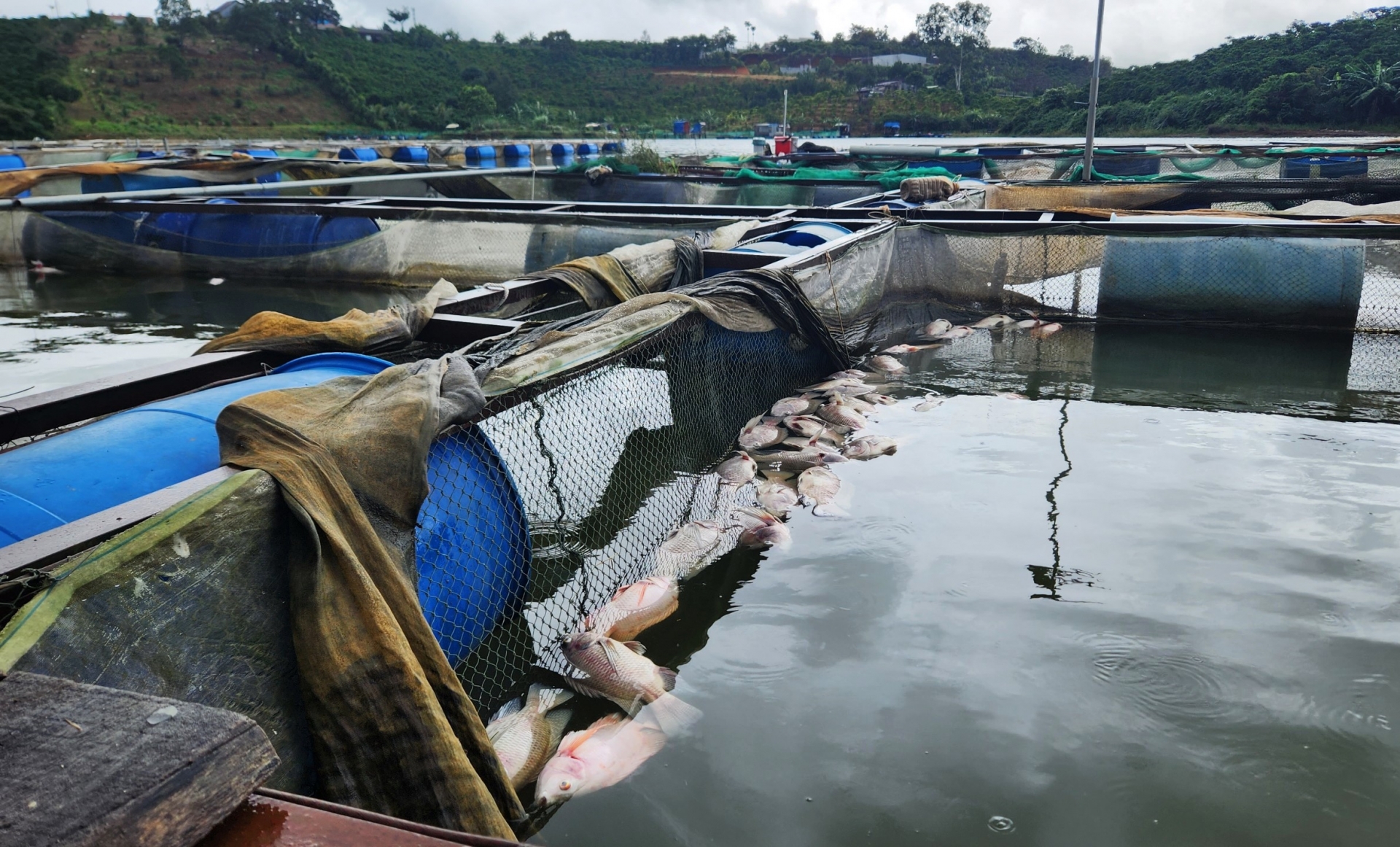 Cá rô phi, diêu hồng của ông Trần Văn Tiến đã đến kỳ thu hoạch liên tục bị chết nổi trắng lồng nuôi