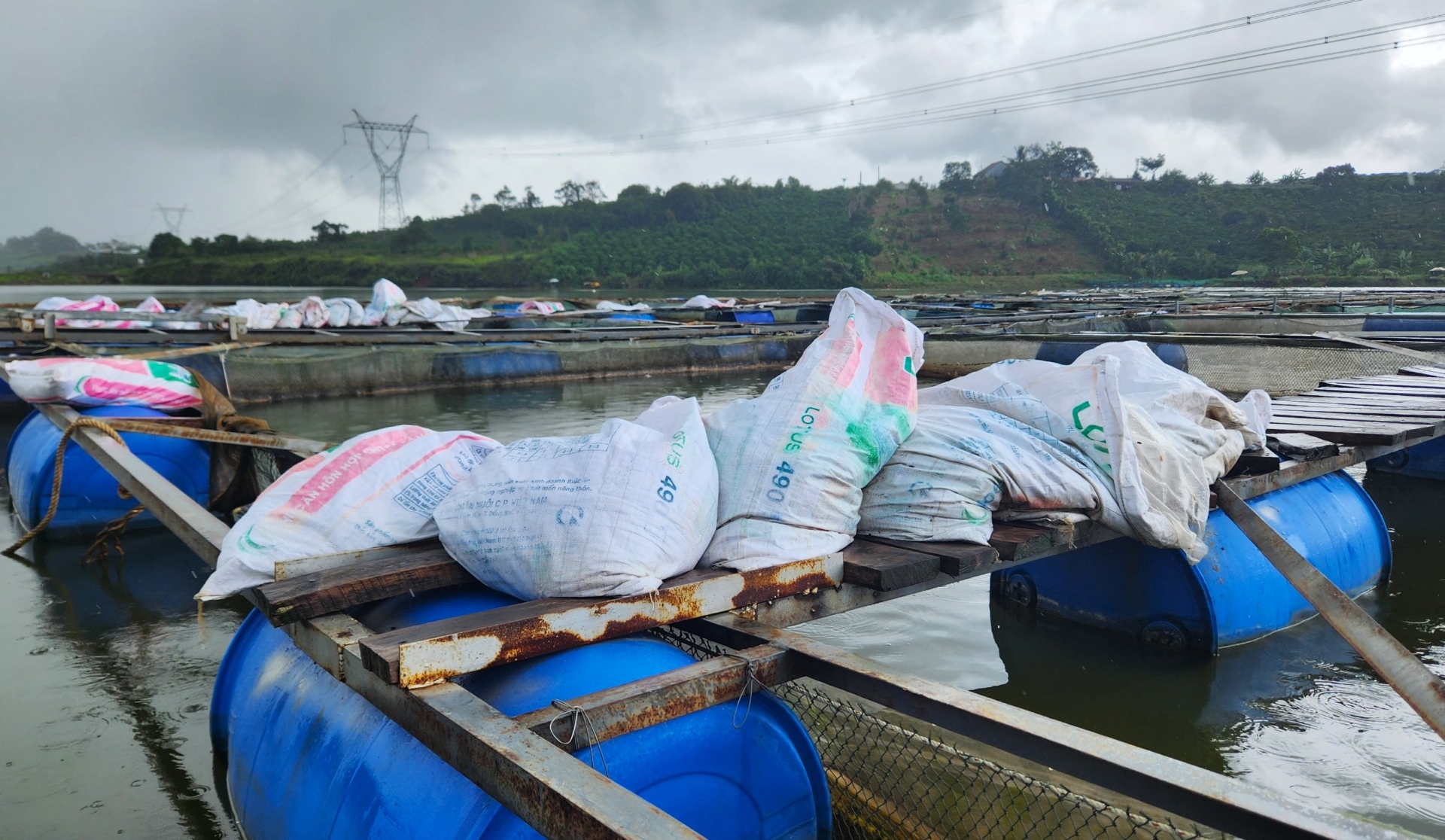 Các hộ dân nuôi cá tại hồ Mai Thành (phường Lộc Tiến) vớt cá chết chất đầy bao để bán cho người thu mua làm phân bón