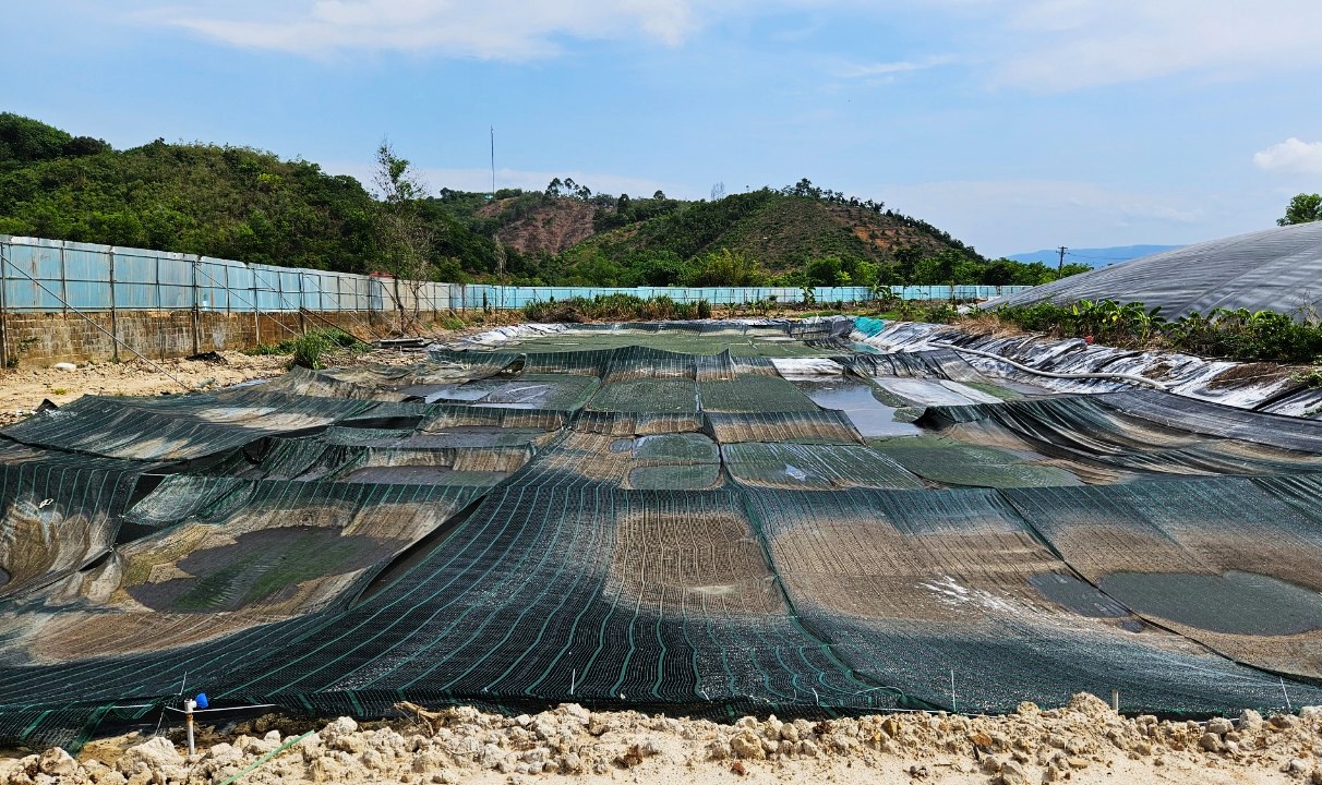 Sau nhiều lần Báo Lâm Đồng phản ánh, Hồ điều hòa tại trại chăn nuôi heo Trường Thịnh Farm đã được phủ lưới để hạn chế mùi hôi
