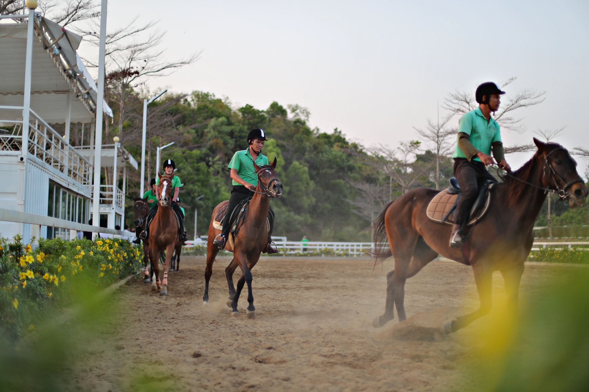 Hiện đơn vị chủ đầu tư đang nuôi và huấn luyện hàng chục con ngựa thuần chủng. 