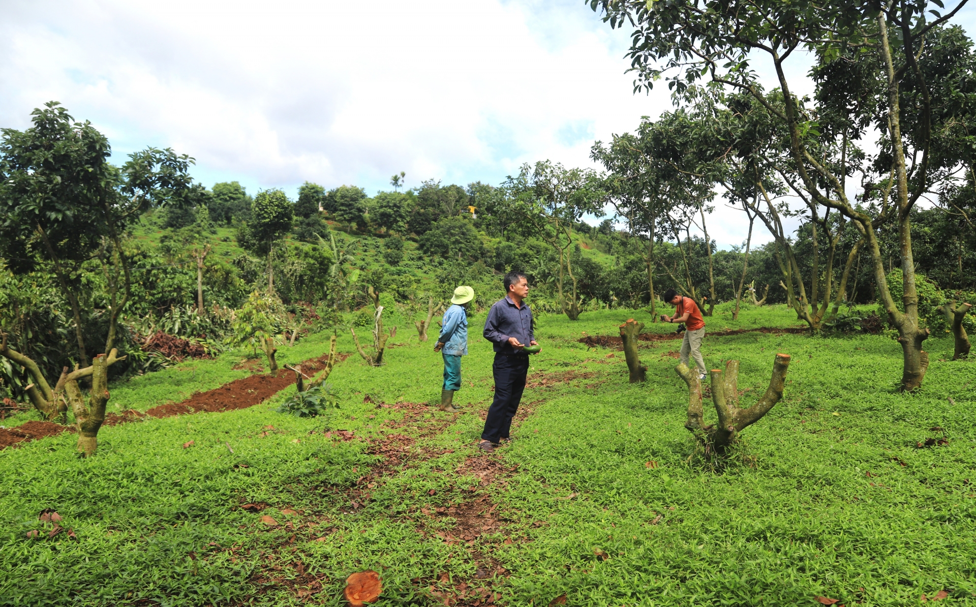 Nhiều hộ dân trồng bơ 034 trên địa bàn huyện Bảo Lâm cưa bỏ vườn bơ vì giá quá thấp để chuyển qua trồng cây cà phê