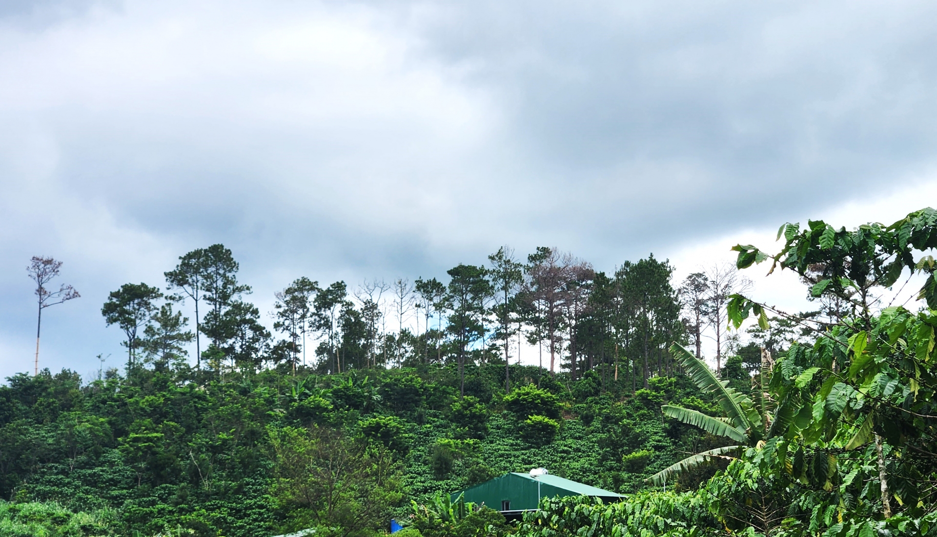 Trong tháng 5/2022, cơ quan chức năng huyện Bảo Lâm phát hiện vụ phá rừng tại Dự án của Công ty Minh Tú, với 232 cây thông ba lá bị đầu độc