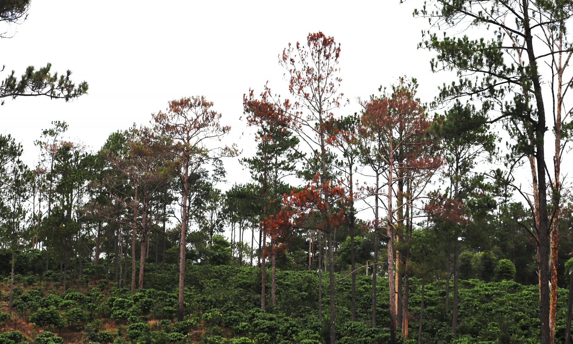 Ngoài việc để mất hơn 88 ha rừng, thì hiện tại cây thông tại một số khu vực thuộc Công ty Minh Tú (xã Lộc Ngãi) đang bị chết