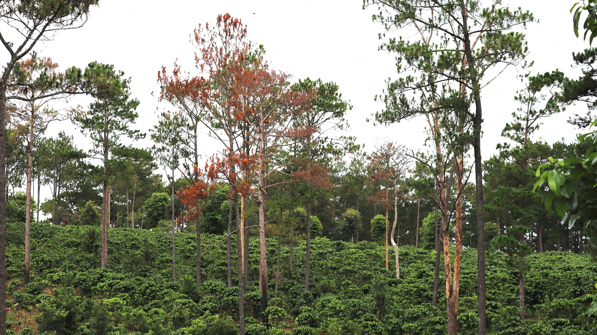 Hàng chục ha rừng giao doanh nghiệp thuê đang trở thành vườn trồng cà phê