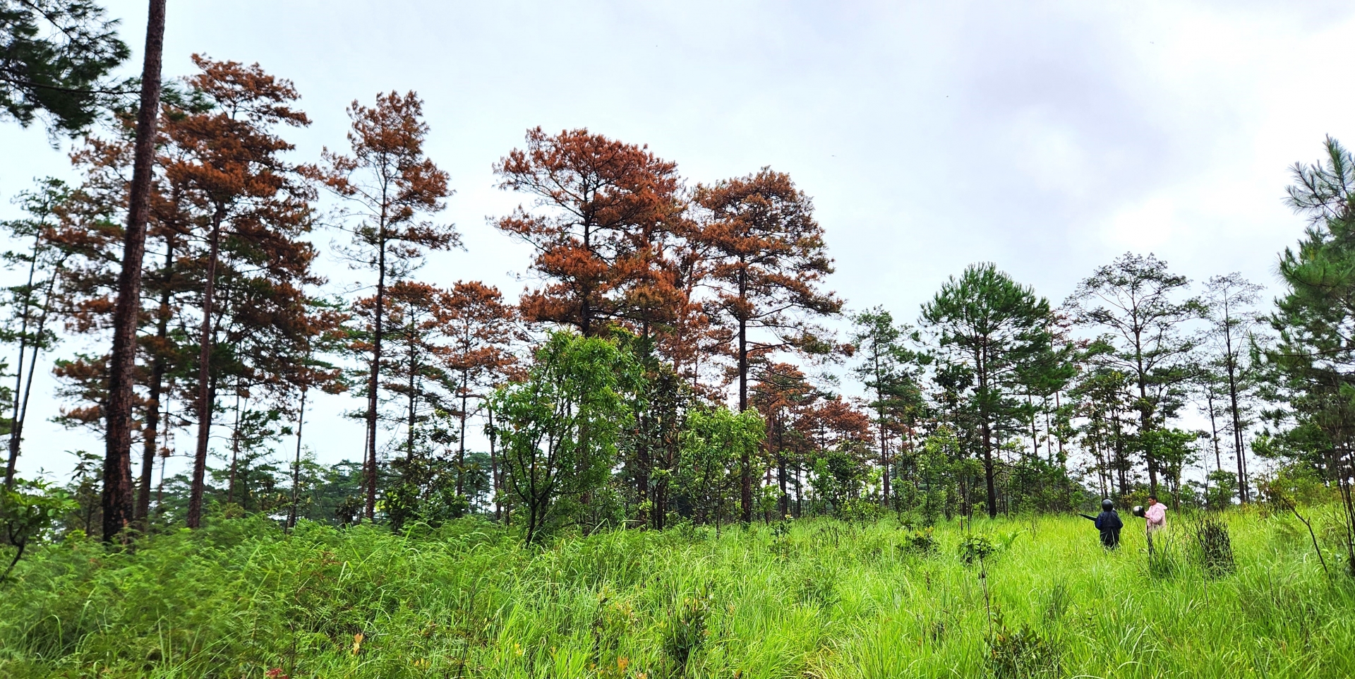 Thời gian qua, tình trang phá rừng chiếm đất cũng diễn ra phức tại lâm phần do Công ty Hà Phong quản lý, bảo vệ