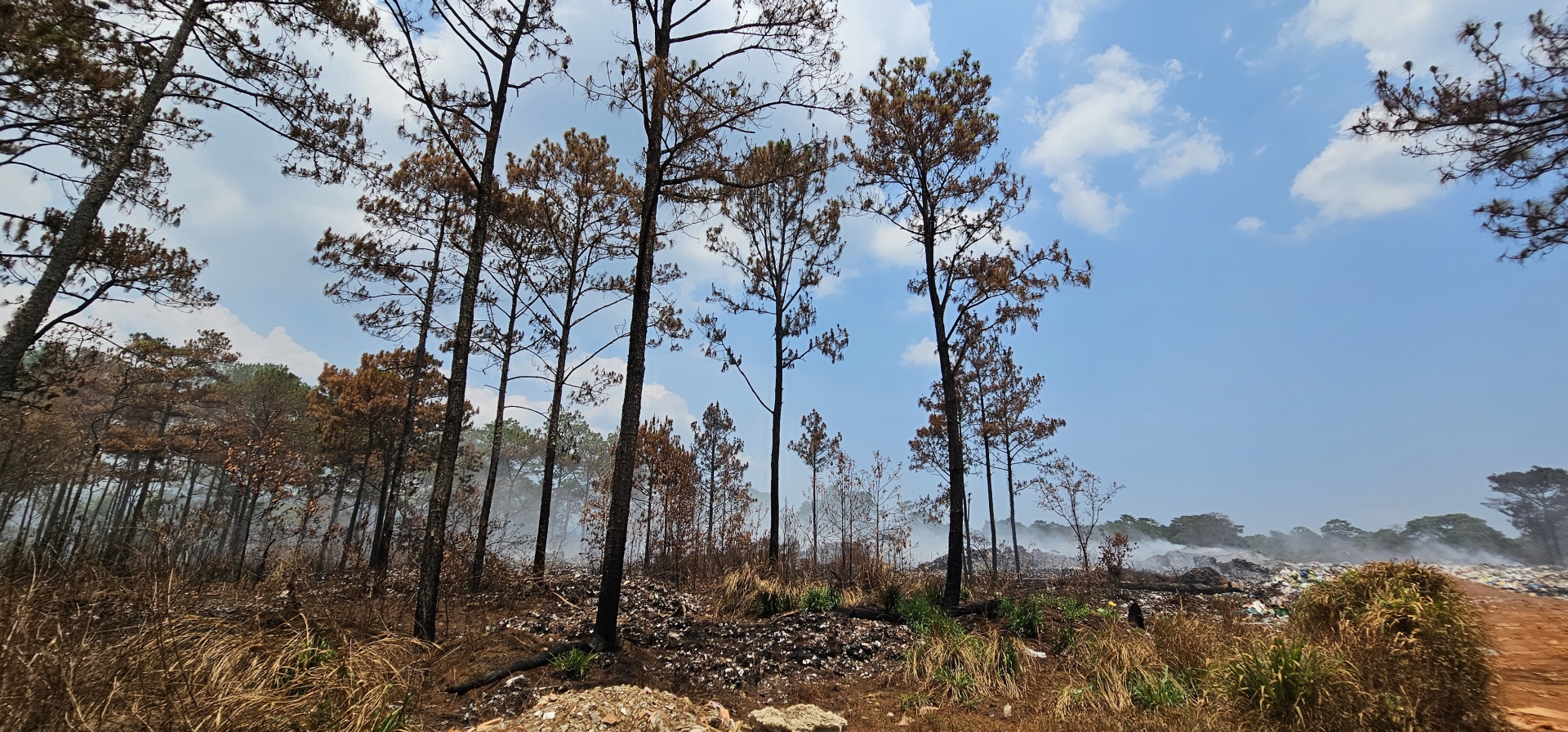 Ngoài thi công trước khi chuyển đổi mục đích đất rừng, tình trạng cháy âm ỉ tại bãi rác Lộc Phú trước đây cũng đã ảnh hưởng đến cây rừng tại đây. Ảnh chụp tháng 3/2023