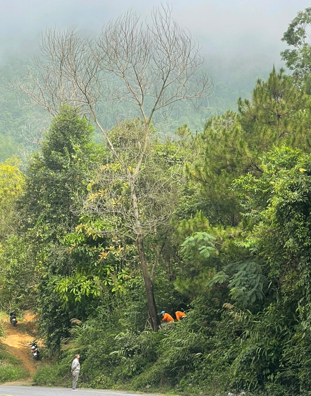 Công ty Cổ phần Công trình Đô thị Bảo Lộc và các đơn vị liên quan chặt hạ cây chết khô trên đèo Bảo Lộc