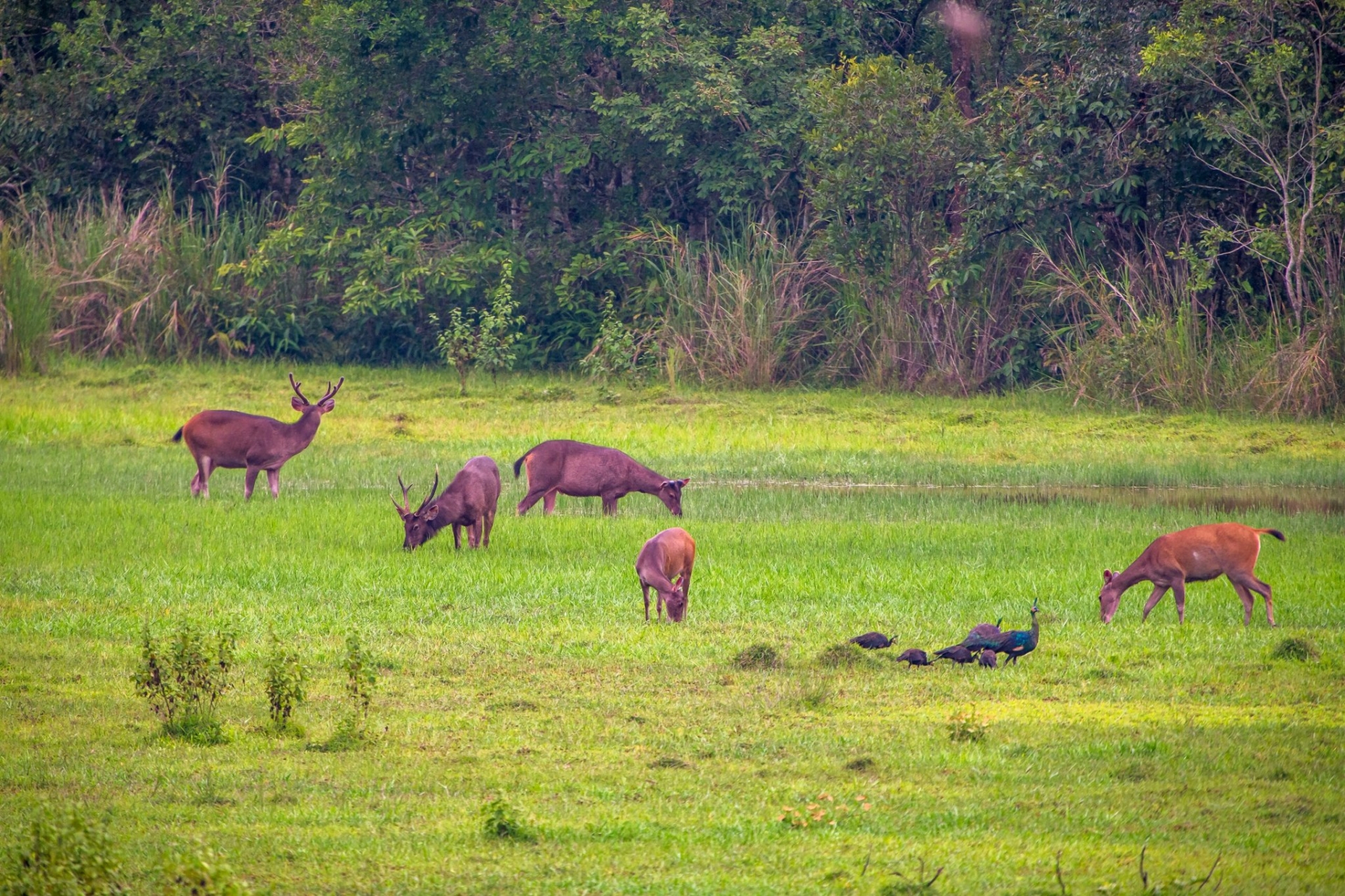 Các loài động vật hoang dã vô tư gặm cỏ tại VQG Cát Tiên