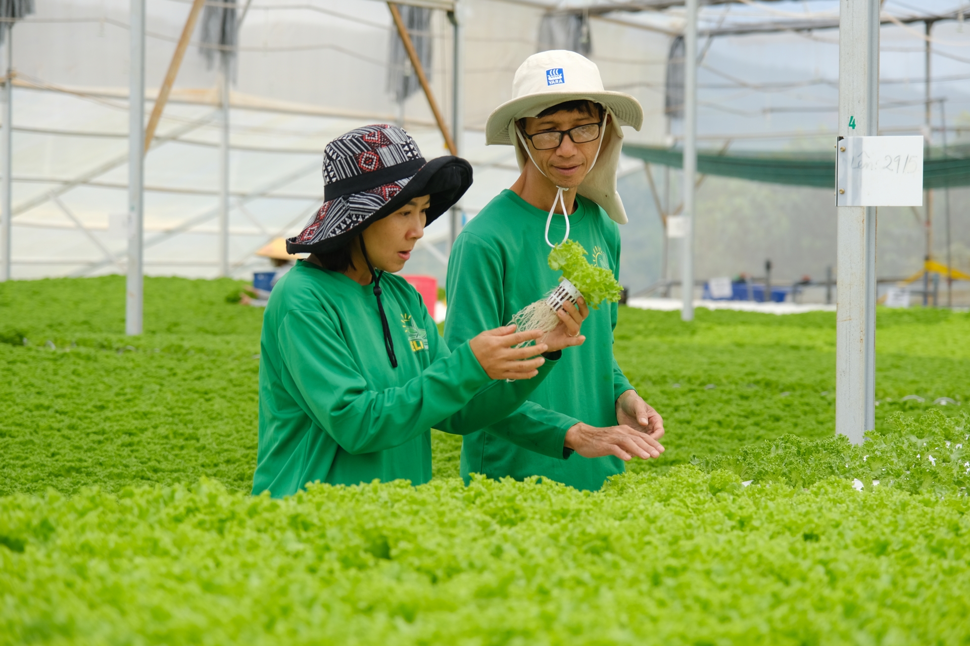 Meli Green Farm là hợp tác xã đầu tiên của huyện Lâm Hà trồng rau thủy canh