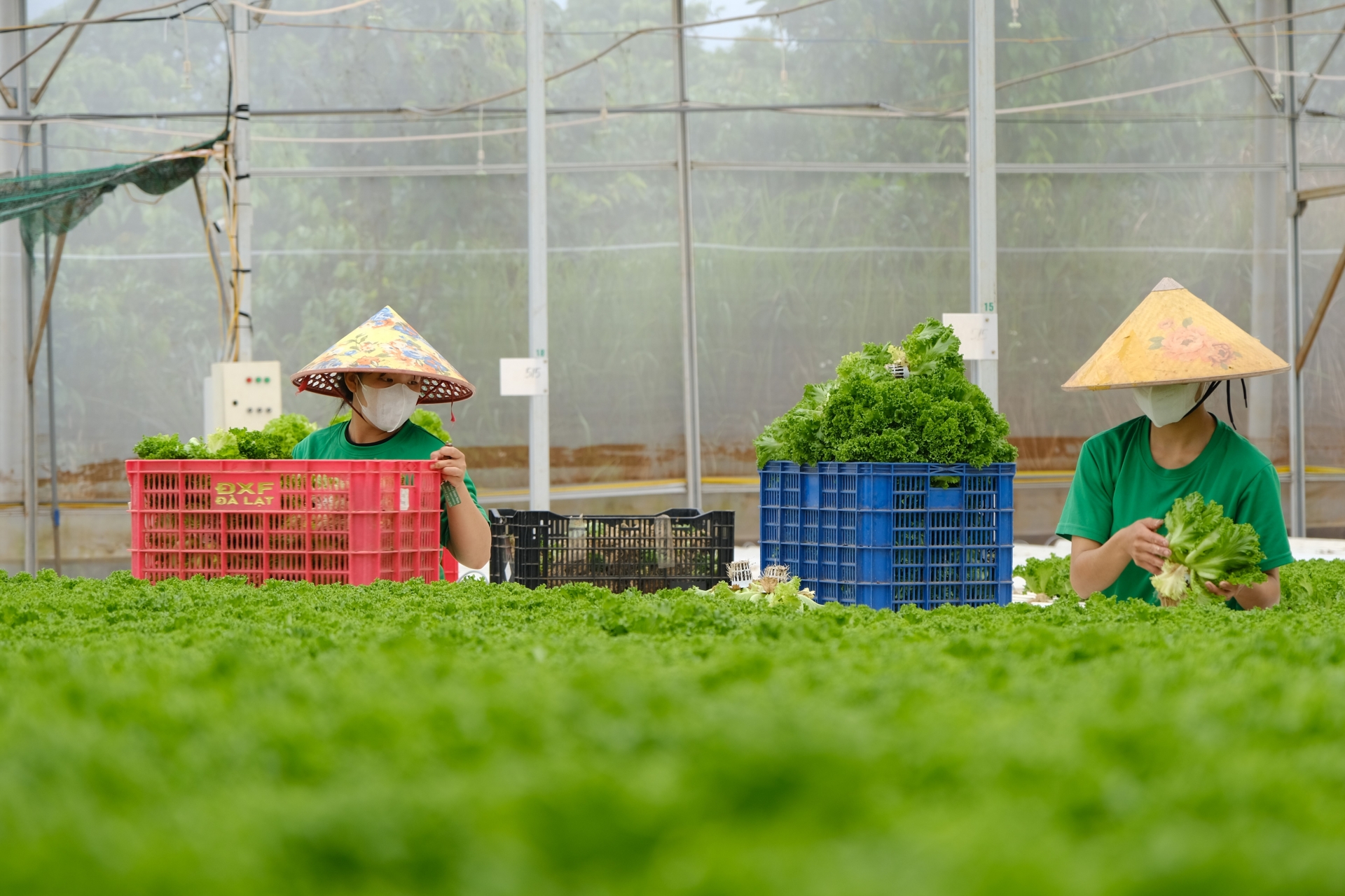 Meli Green Farm trồng rau theo phương pháp thủy canh hồi lưu trên diện tích 5.000m2