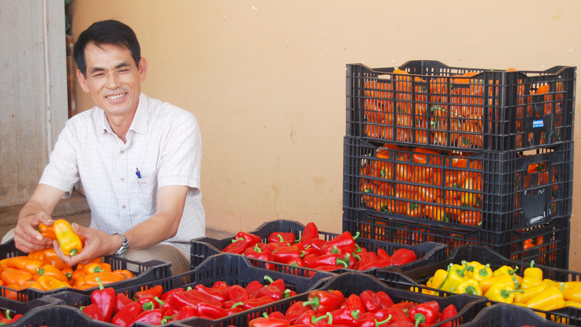 Liên kết sản xuất ớt chuông gắn với tiêu thụ theo hợp đồng, nông hộ thành viên Hợp tác xã Dịch vụ nông nghiệp tổng hợp An Phú, đạt lãi 200-250 triệu đồng/1.000 m2/năm