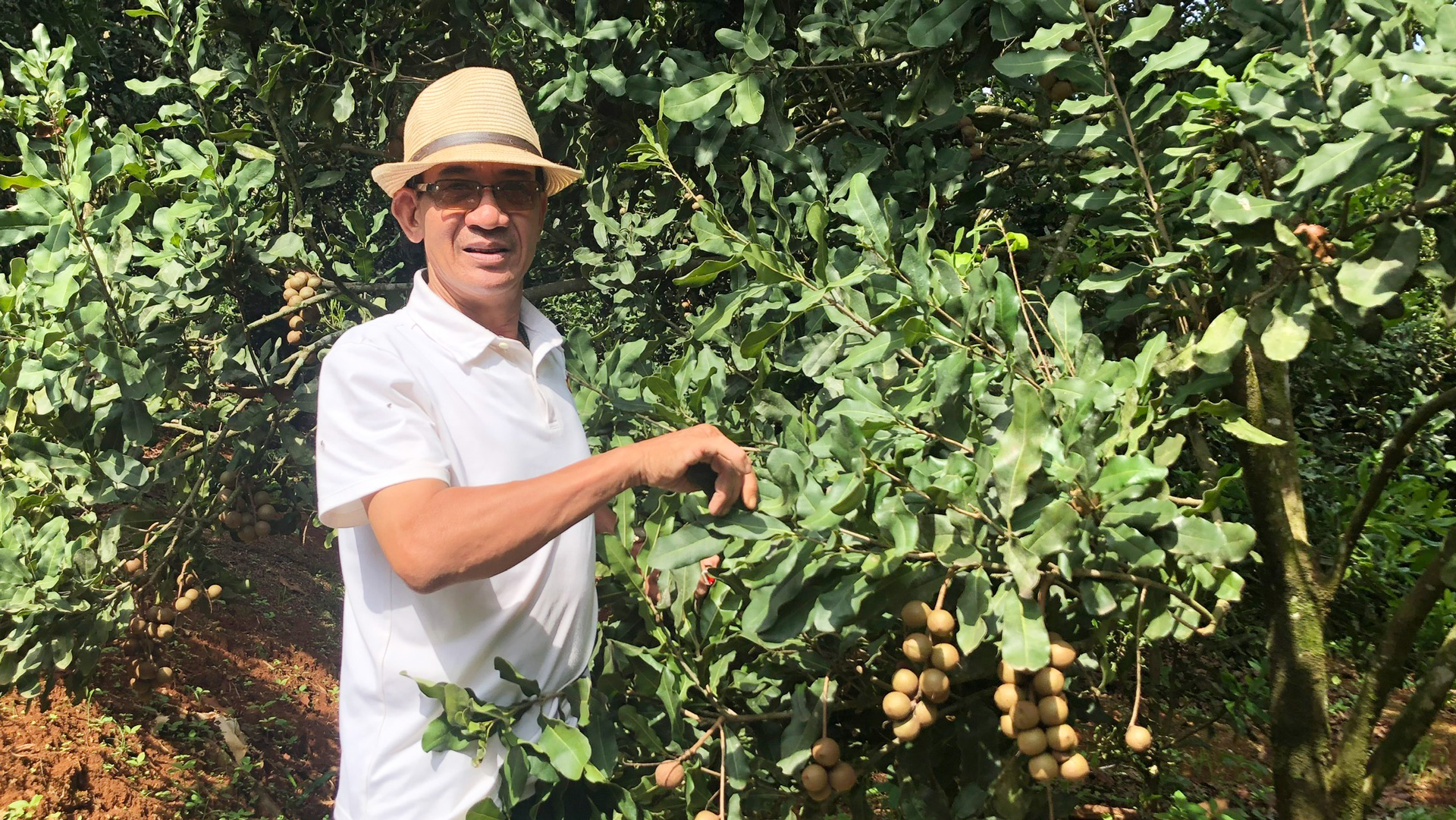Trưởng thôn Nguyễn Đình Tuệ bên vườn mắc ca đang vụ thu hoạch