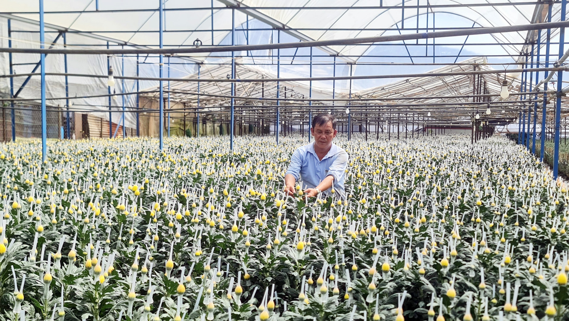 Sản xuất hoa cúc ở Thái Phiên