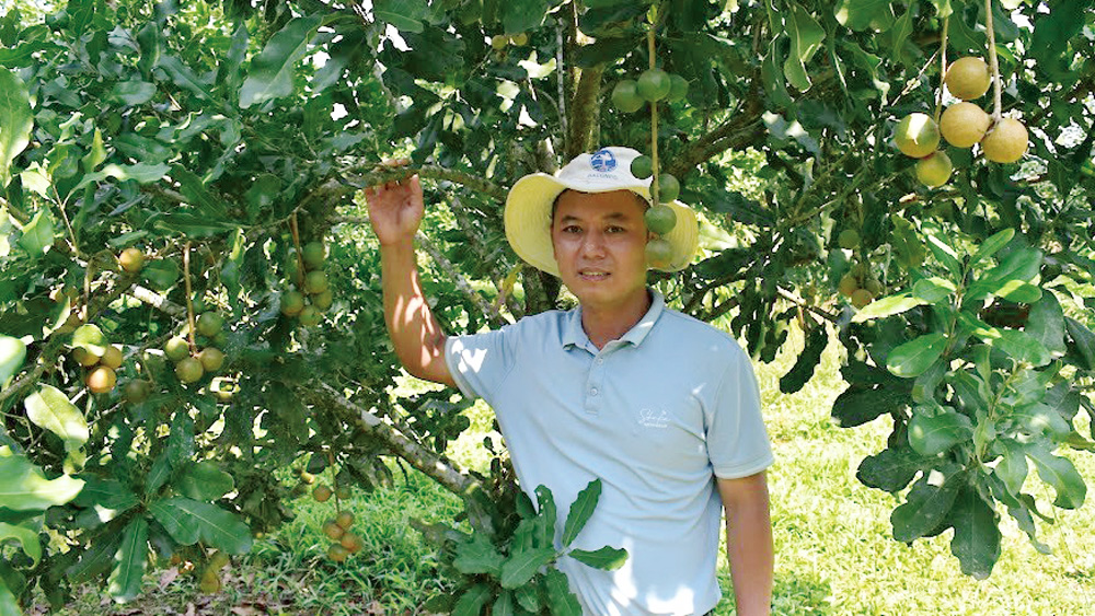 Mắc ca là một trong những cây trồng của Lâm Đồng được giám sát, đánh giá định kỳ 1 lần trong năm 2024 theo quy định