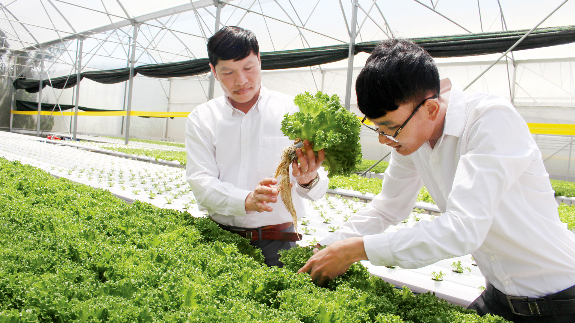 Hợp tác chặt chẽ trong lĩnh vực khoa học, công nghệ giữa Lâm Đồng - Phú Yên