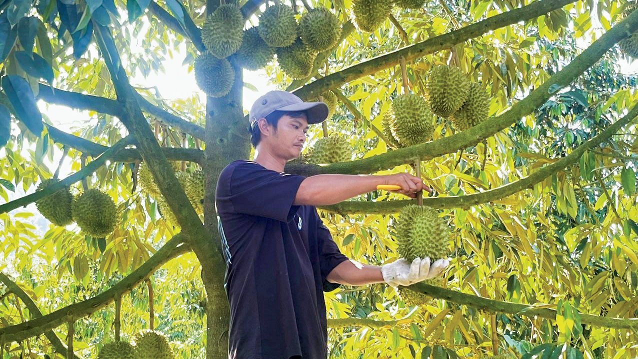 Những năm gần đây, với năng suất từ 10 đến 12 tấn/ha, cây sầu riêng đang mang lại hiệu quả kinh tế cao cho người dân xã Lộc Nam