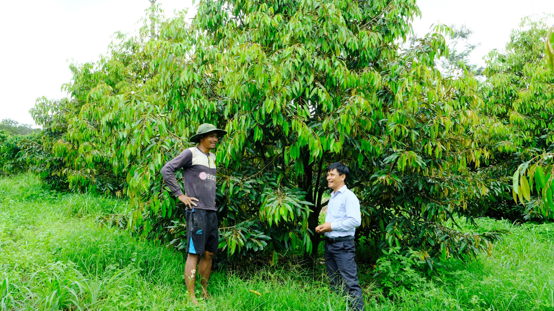Ngày càng có nhiều mô hình trồng sầu riêng mang lại thu nhập cao
cho người dân xã vùng sâu Đồng Nai Thượng