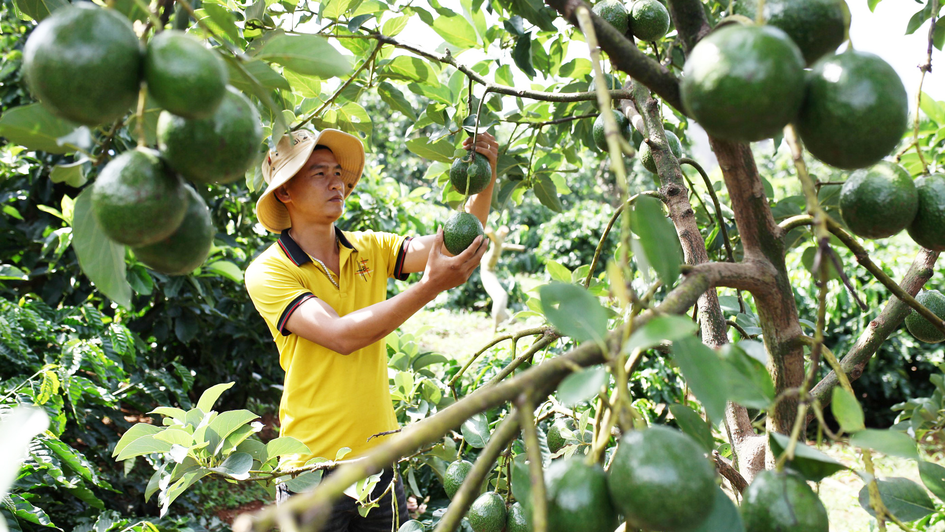 Xúc tiến thương mại, mở rộng thị trường tiêu thụ trái bơ Lâm Đồng