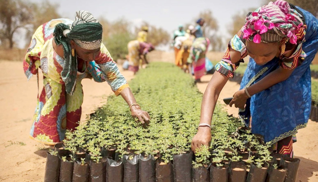 Phụ nữ Senegal tham gia dự án vườn ươm cây giống