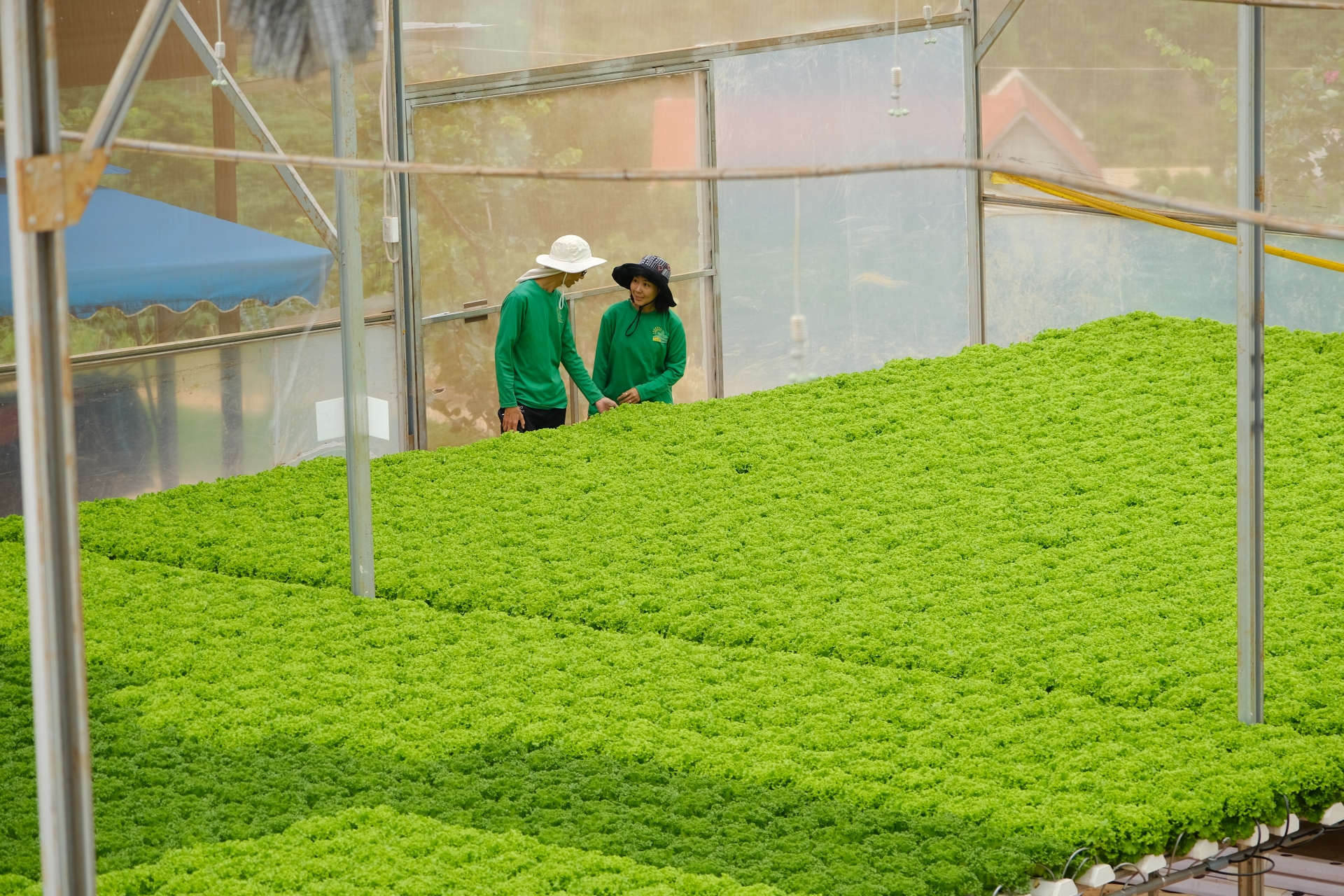 Vườn rau được thiết kế theo tiêu chuẩn công nghệ trồng rau sạch Israel