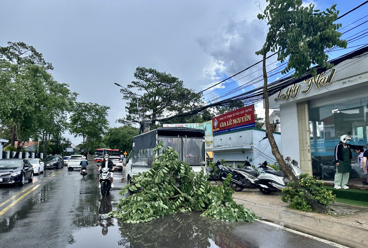 Cành cây gãy đổ ngay sau một chiếc xe tải đang đậu bên đường