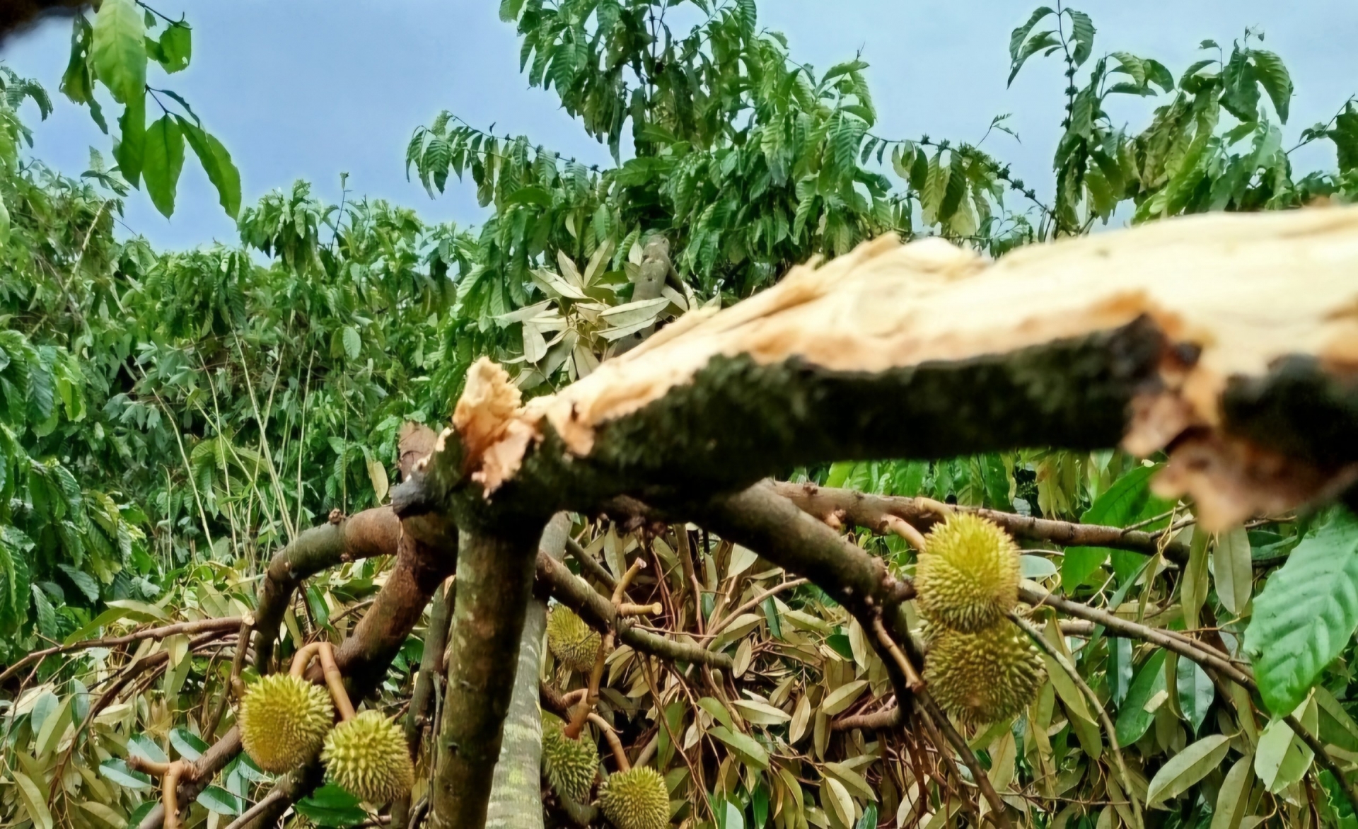 Người trồng sầu riêng ở Lâm Hà bị thiệt hại nặng do mưa lớn
