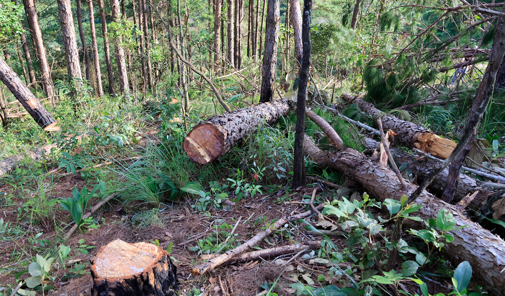 Lâm Hà: Xác định các đối tượng triệt phá rừng thông ở xã Mê Linh