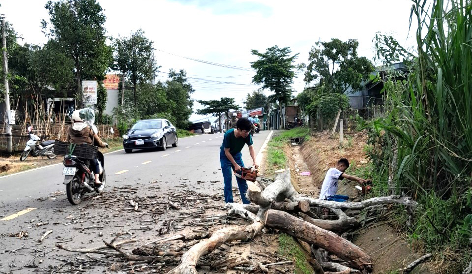 Bảo Lâm: Đã cưa hạ cây khô mục trên Quốc lộ 55