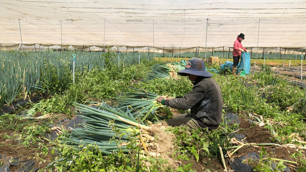 Nông dân hợp tác giữa vùng rau