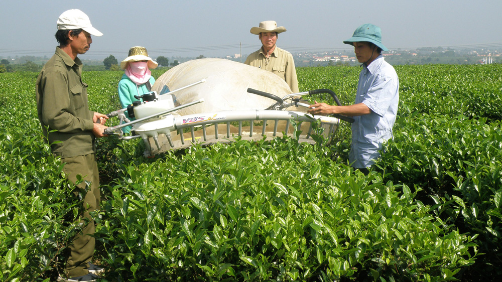 Chè Lâm Đồng - sạch trong chế biến