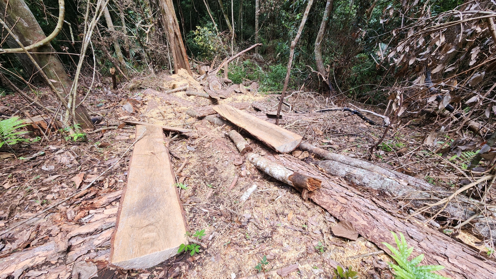 Hiện trường 1 địa điểm các đối tượng cưa hạ thông 3 lá để lấy gỗ tại Tiểu khu 315, lâm phần do Ban quản lý rừng phòng hộ DRan quản lý