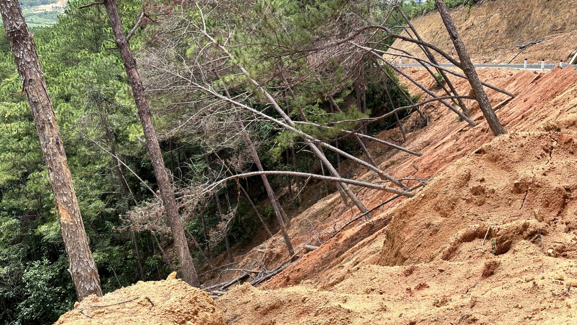 Hơn 100 cây thông bị vùi lấp tại Dự án thi công đường vào khu lưu trữ rác dự phòng Bảo Lộc