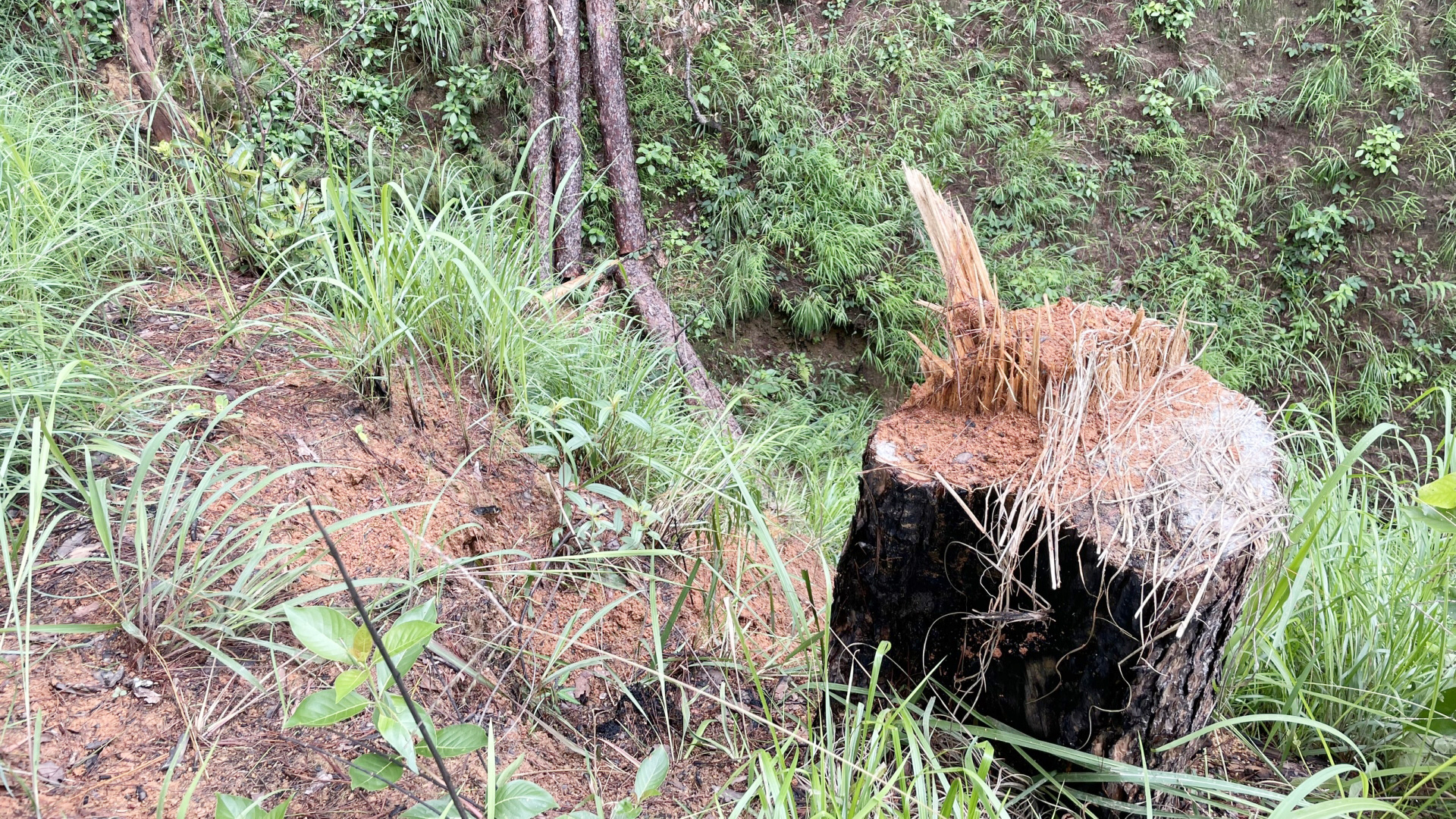 Vụ lâm tặc phá rừng phòng hộ D'ran: Phát hiện thêm thông rừng bị cưa hạ tại Tiểu khu 315