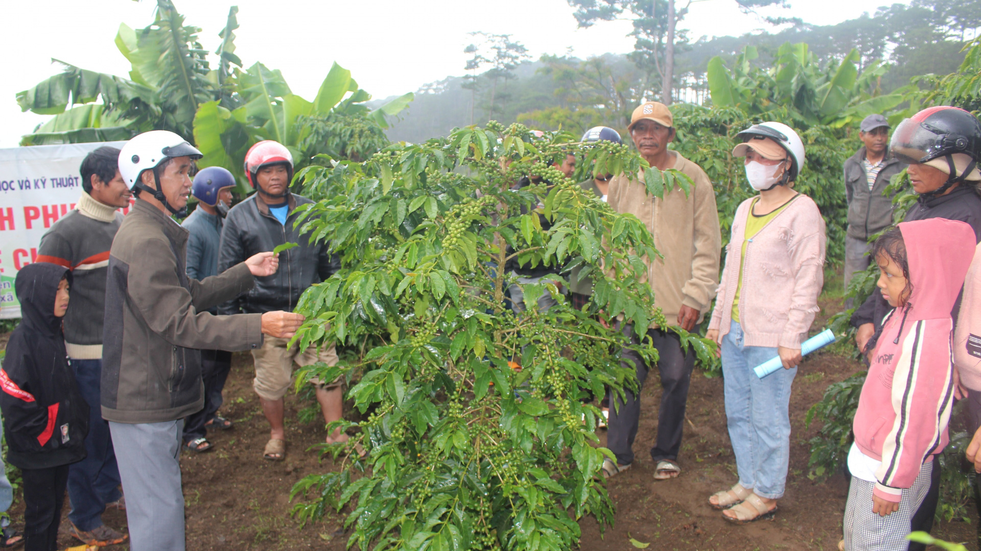 Chuyển giao kỹ thuật trồng và chăm sóc cà phê chè cho đồng bào dân tộc K’Ho ở Đạ Sar