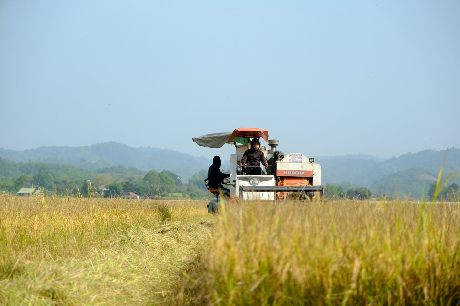 Thu hoạch lúa trên các cánh đồng mẫu lớn tại xã Gia Viễn huyện Cát Tiên. 